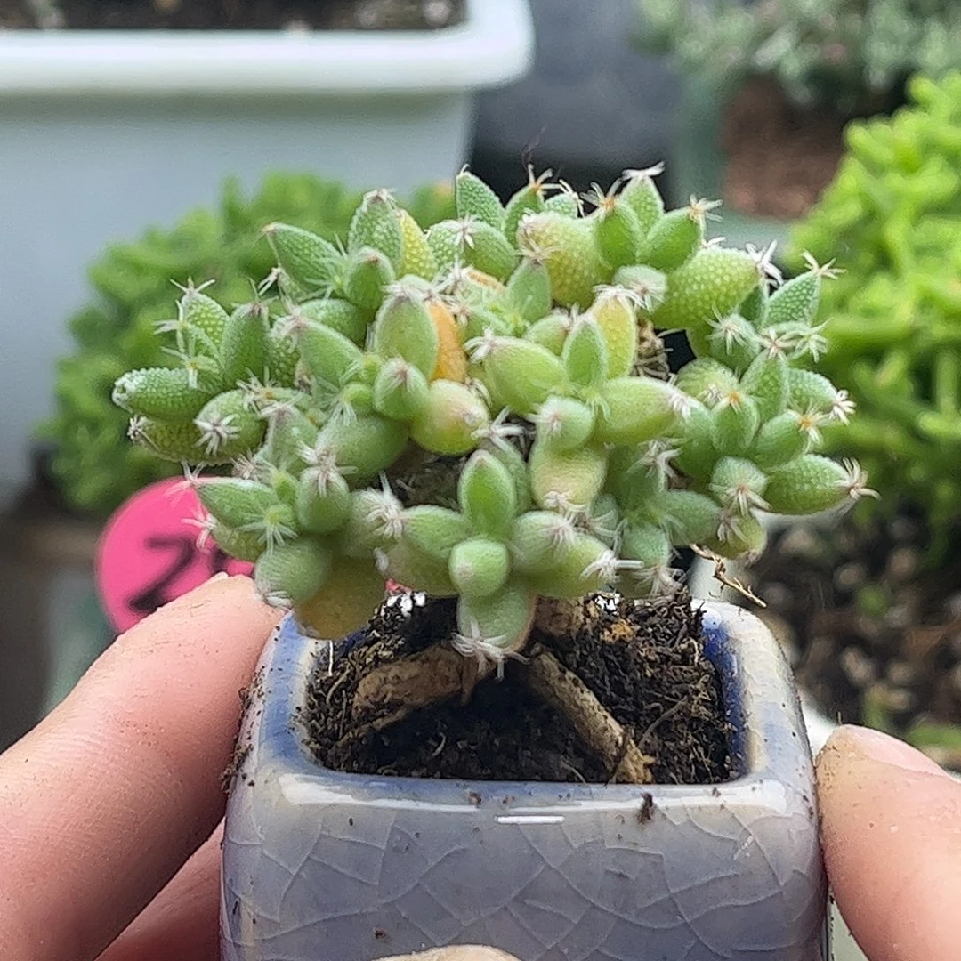 003实生玉米带盆优选枝干