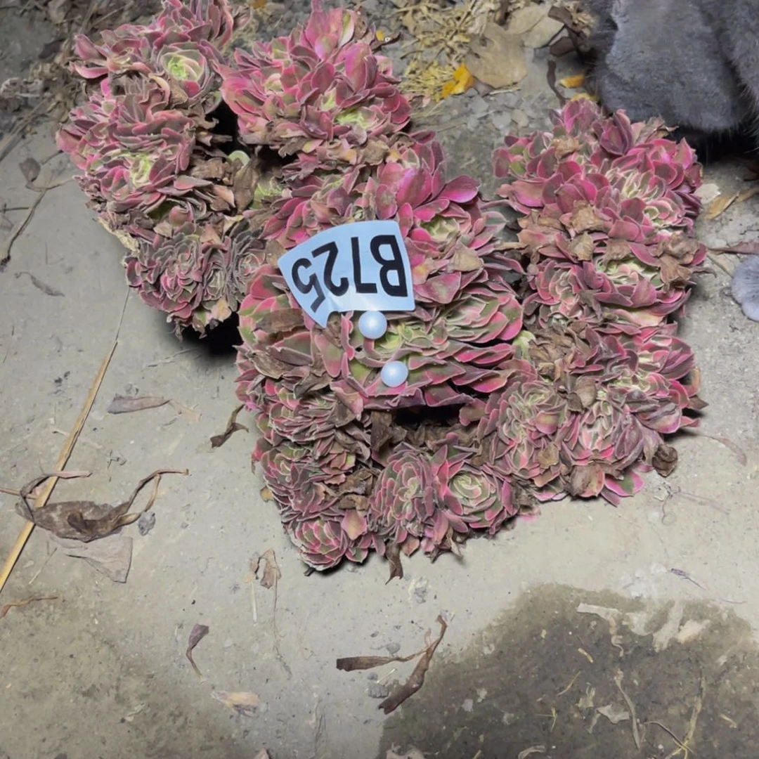 香妃法师26-1包邮