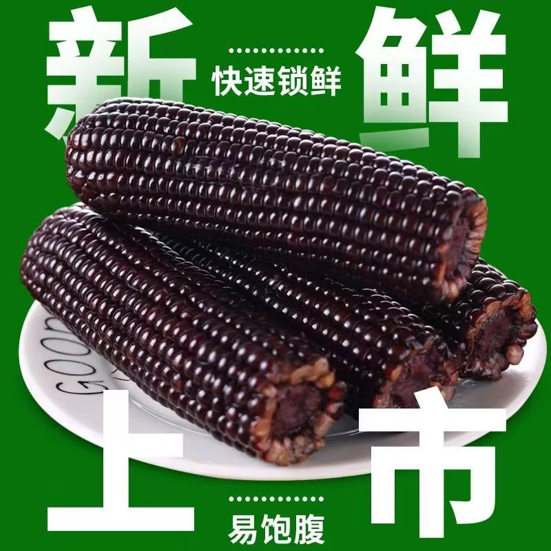 【黑糯玉米】25年新鲜采收颗粒饱满香甜软糯非转基因花青素玉米整箱