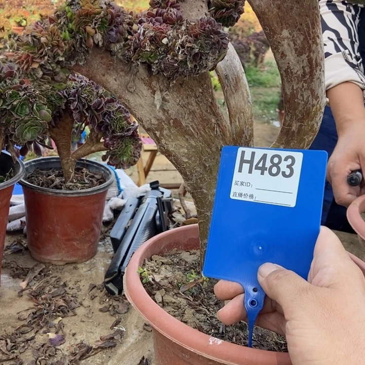小***西483铜壶缀化老桩老桩