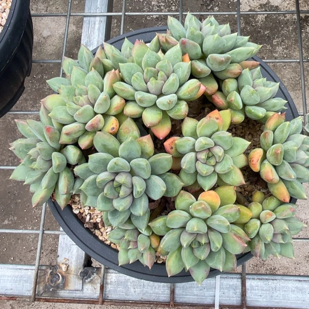 ****9象牙多头群老桩8888
