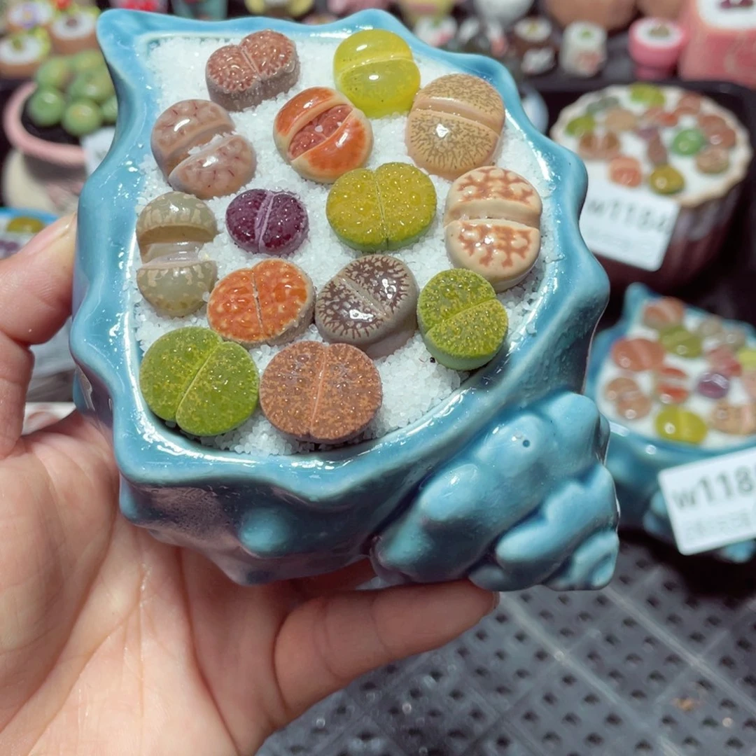 w1187 带盆土发货-零下地区拍保温箱