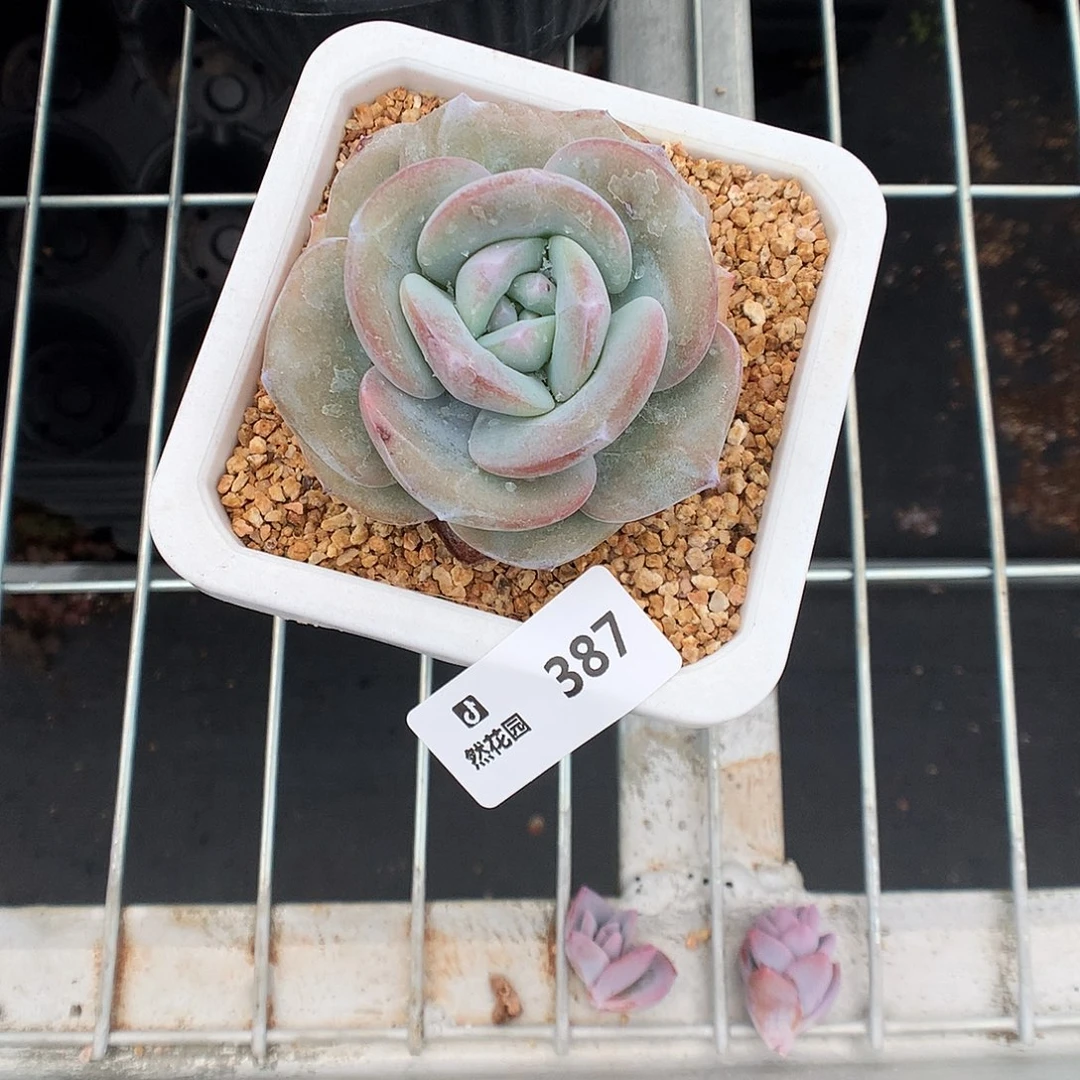 387奶茶多肉植物666