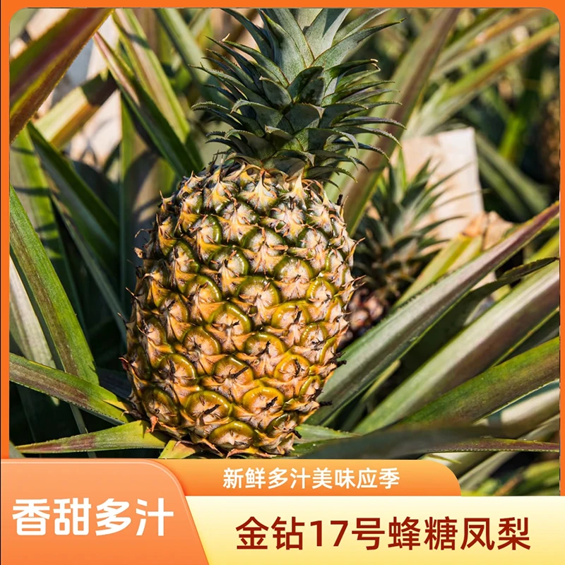【粉丝福利】海南金钻凤梨现摘现发应季水果老少皆宜坏果包赔