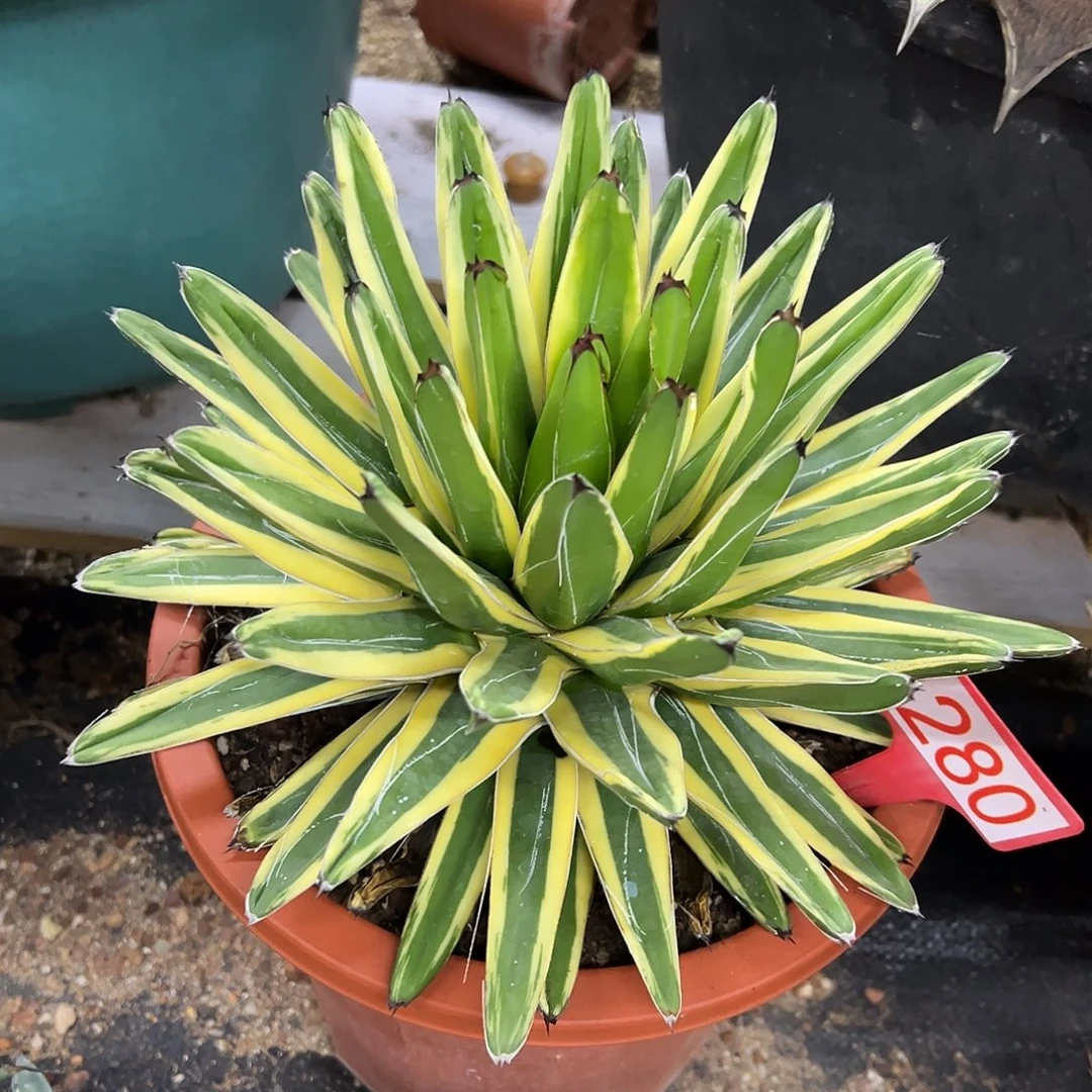 雨斑世之雪龙舌兰