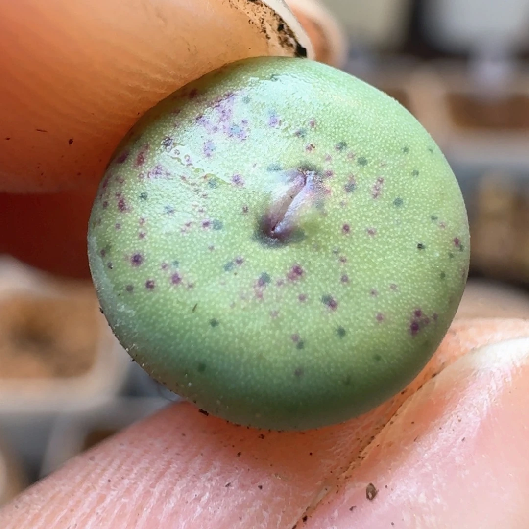 320紫皮大红嘴一颗000000