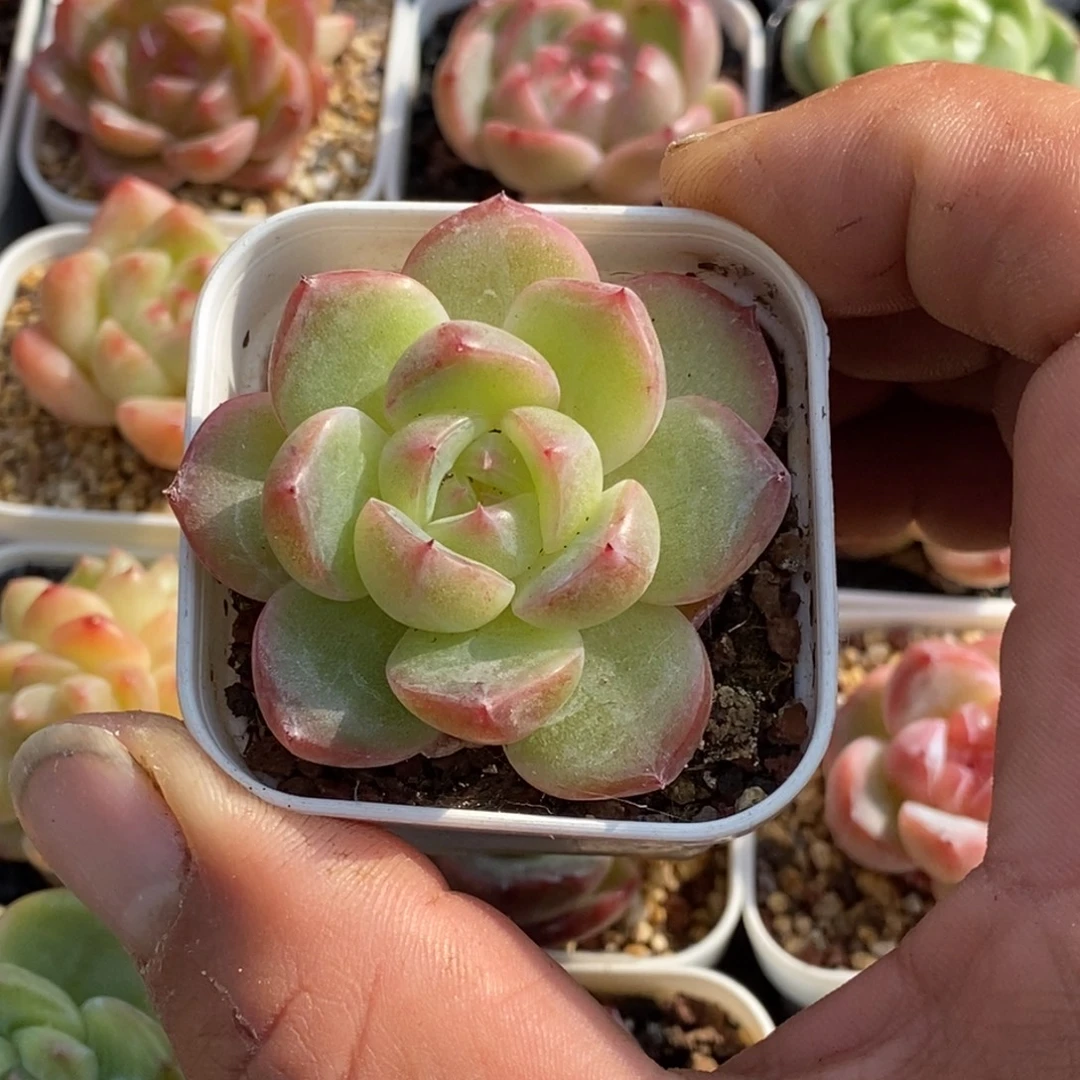 天官赐福百无禁忌
