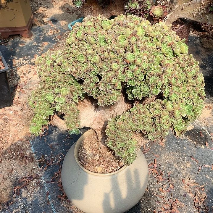 玫瑰朵朵脱土发货啊