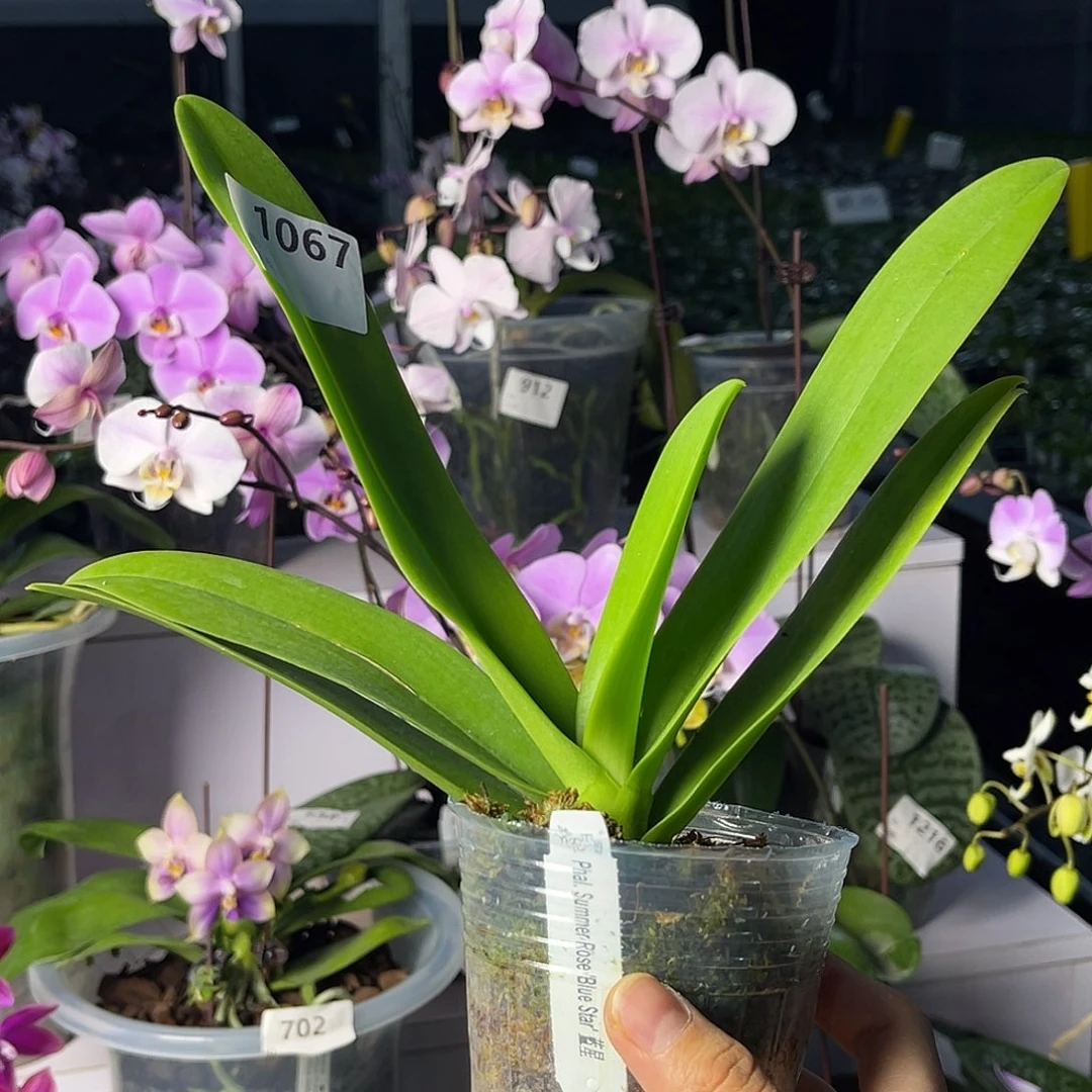 大量花朵（建议范围：8朵-15朵 或40%以上）编号1067蓝星