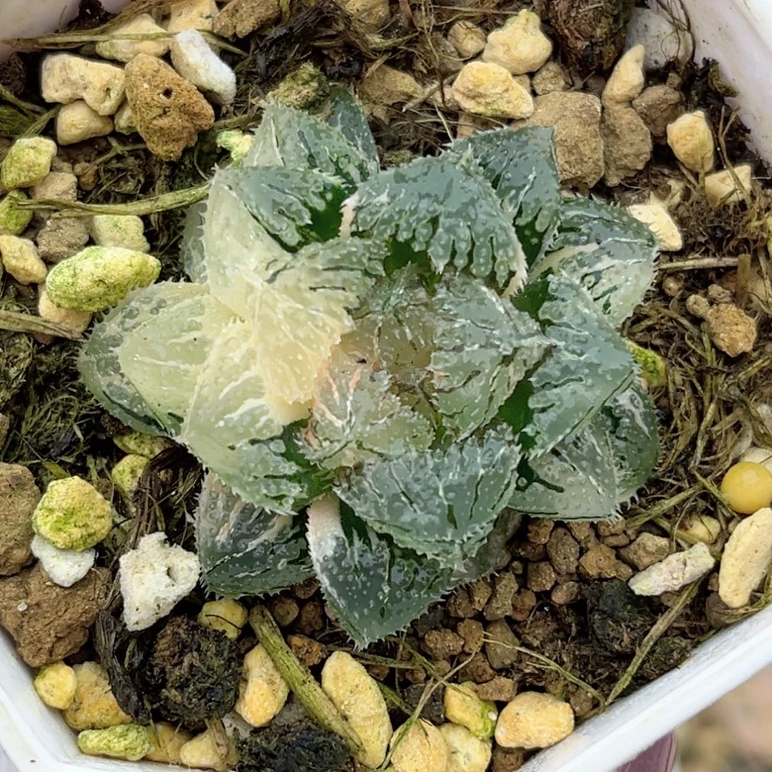 10魔刺锦福利专场