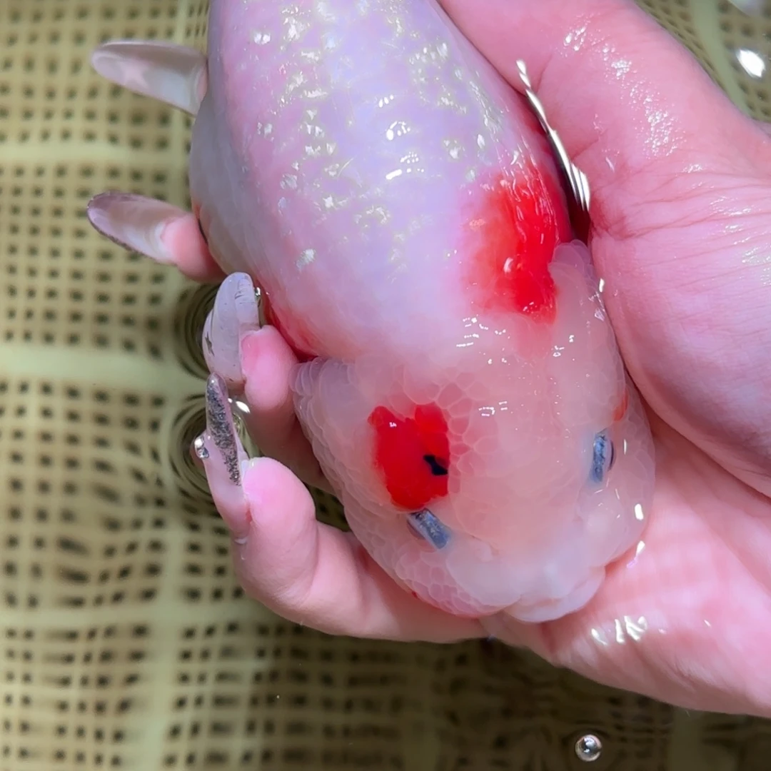 ****金鱼拍包装包邮，不拍包装运费到付