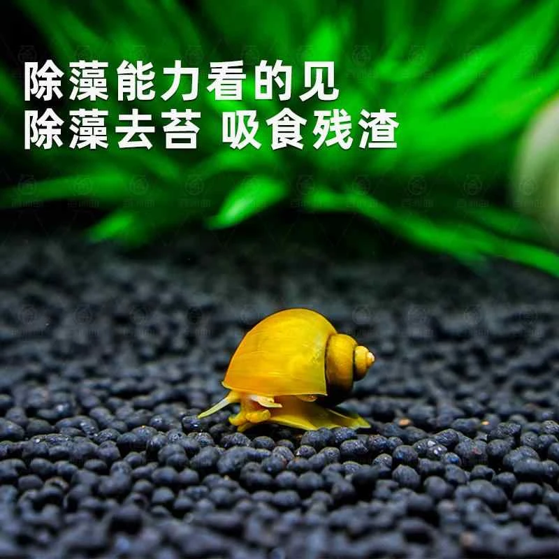 观赏鱼斑马鱼工具螺黄金螺除藻螺清洁螺观赏螺除苔清理残食