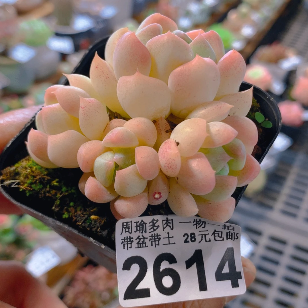 精控多肉植物2614