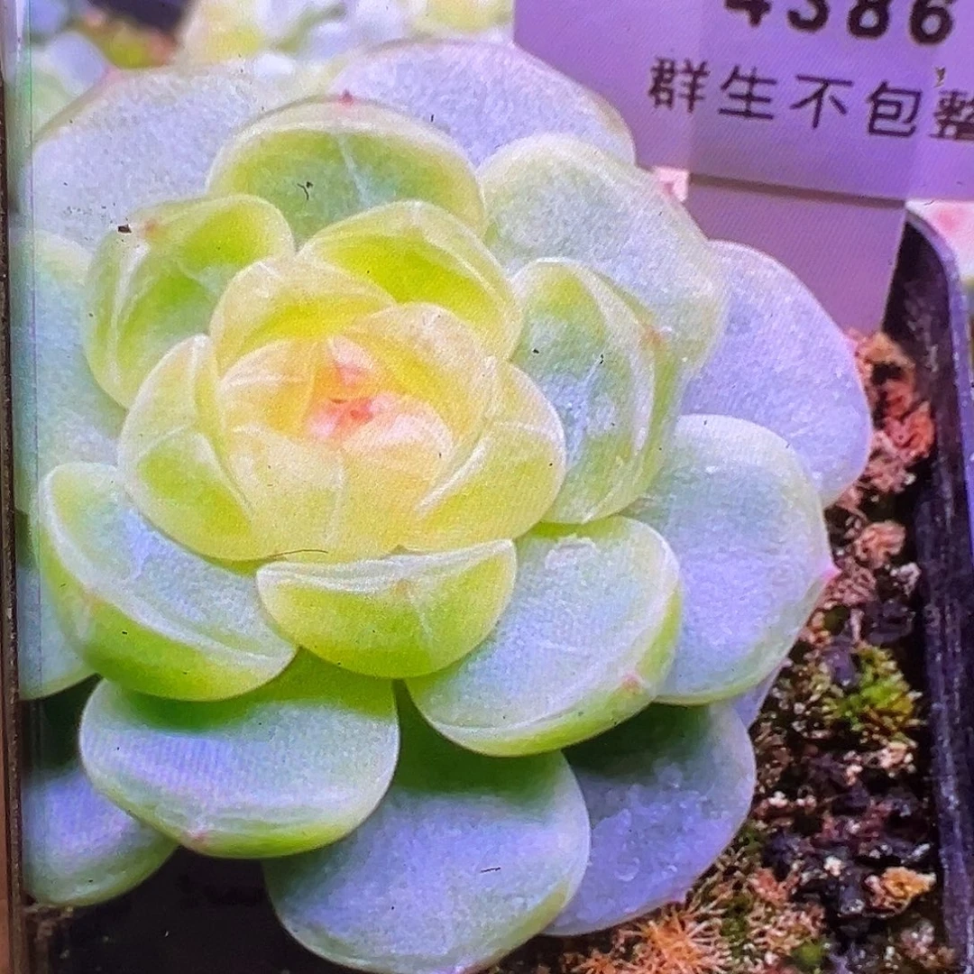 童话甜心P88状态图