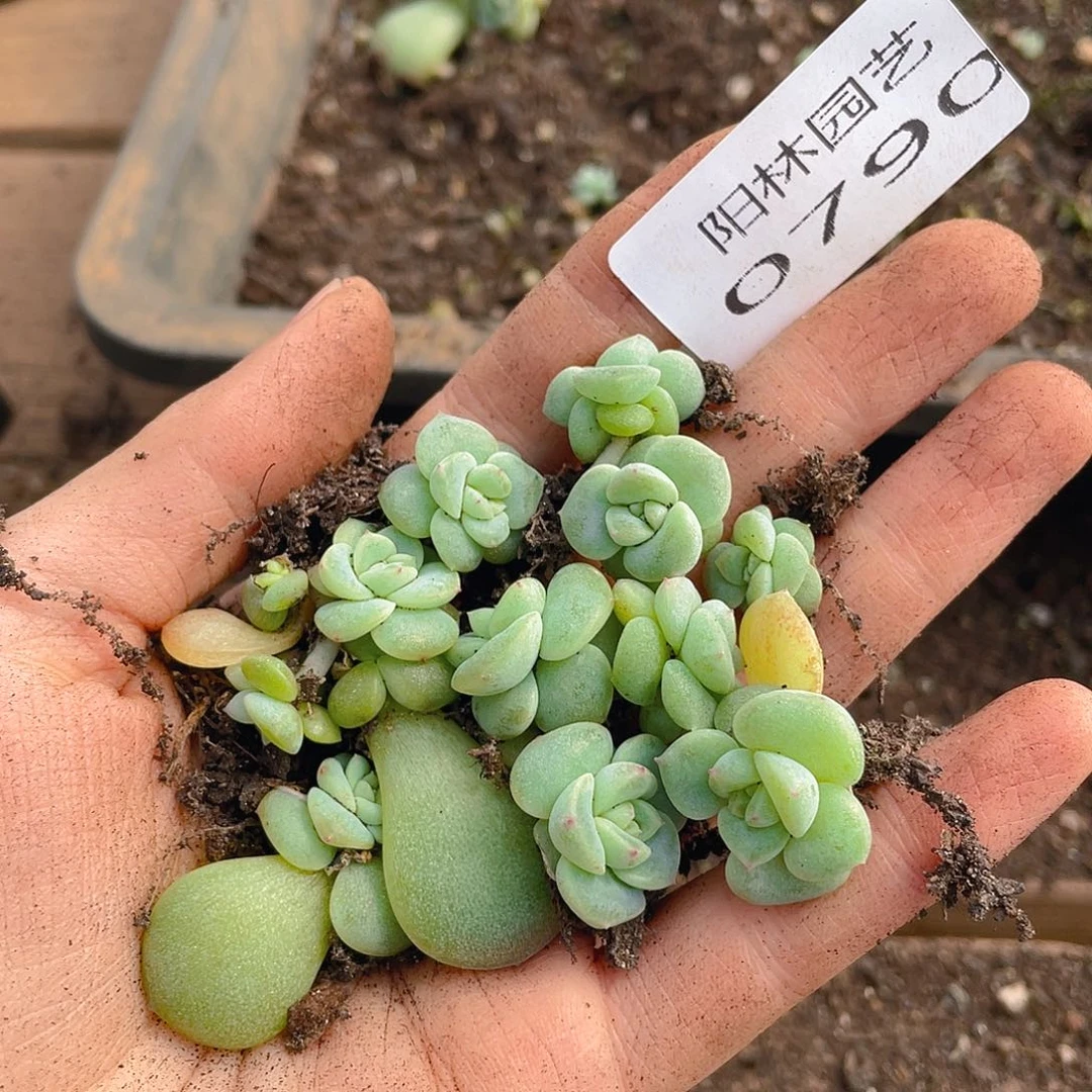 多肉植物多肉植物790