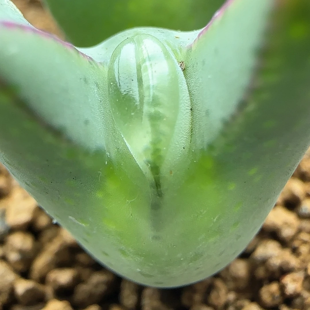 ?*?脱土28包邮哦27202