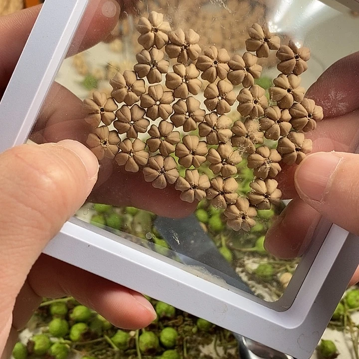 柏香籽/百香籽吊坠1号