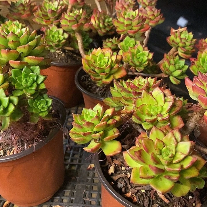 蒂亚福利多多去拍