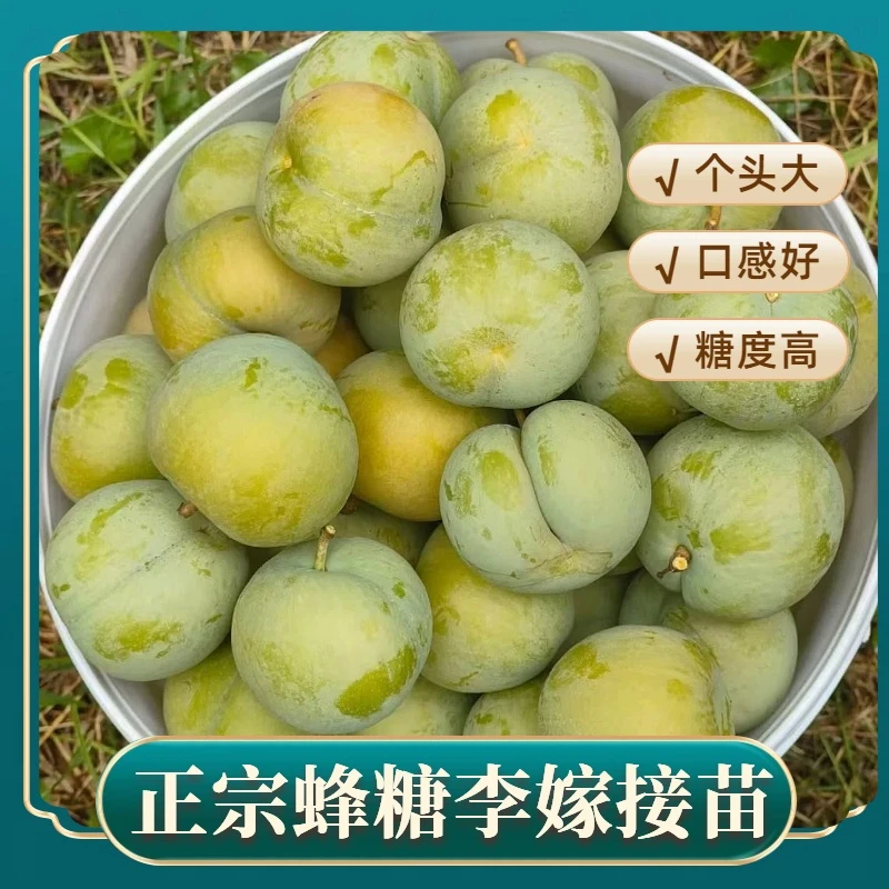 正宗 蜂糖李嫁接苗（清晨果园自用苗标准）