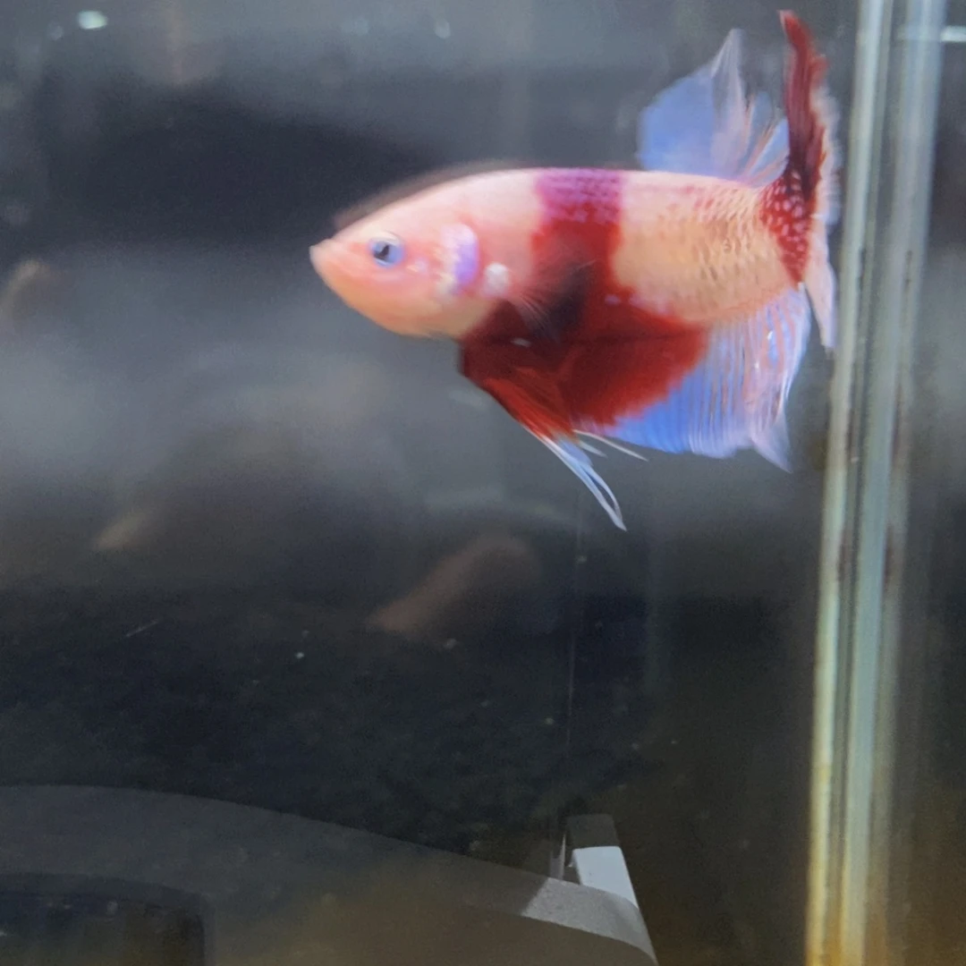 斗鱼357巨斗11111