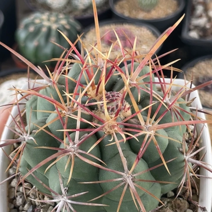 大红鹰实生仙人球