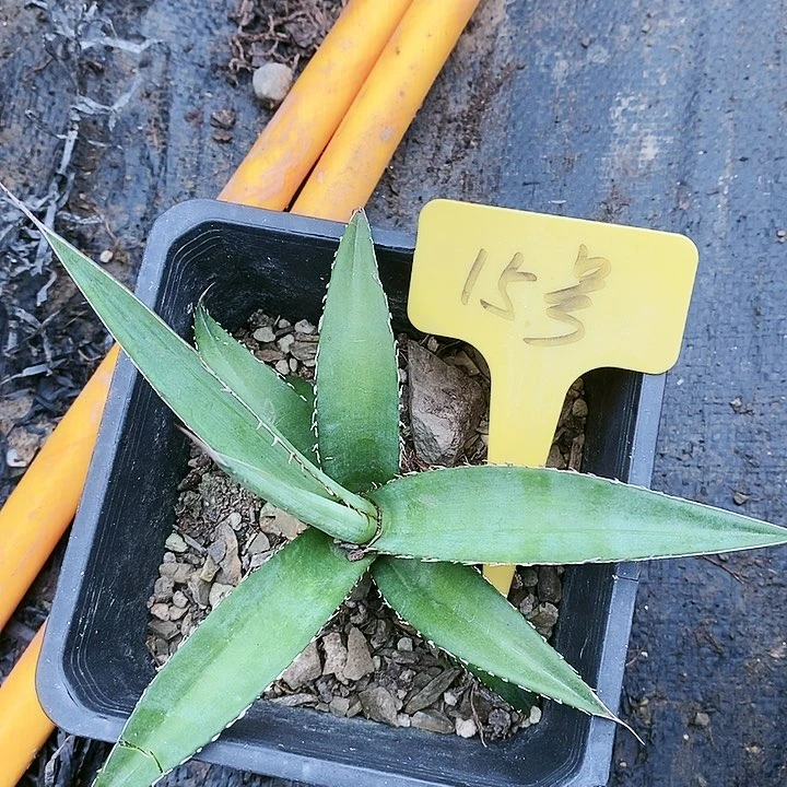 【闪购商品】无花朵龙舌兰绿植