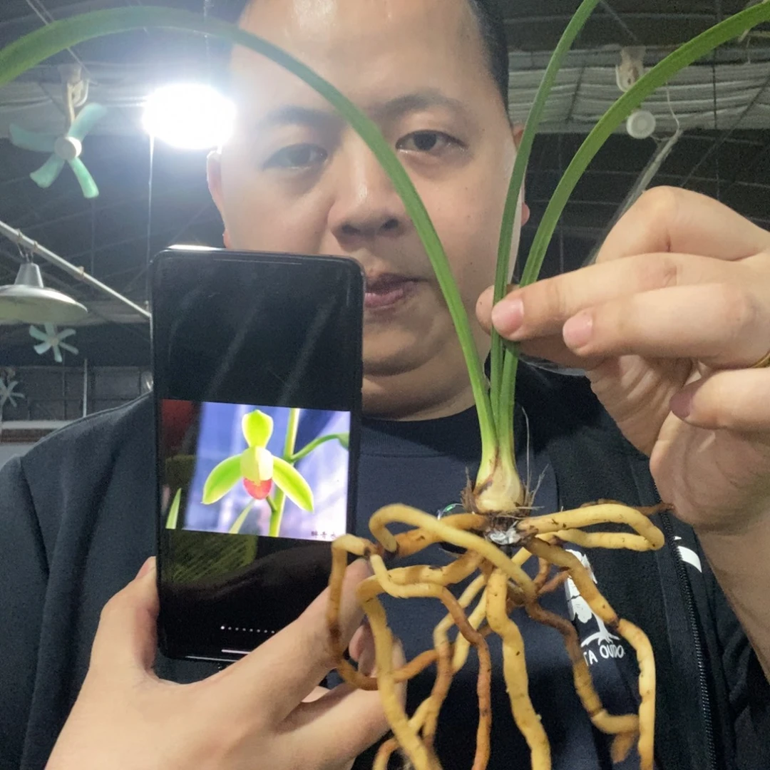 当前无花栽培后可以开花醉青衣