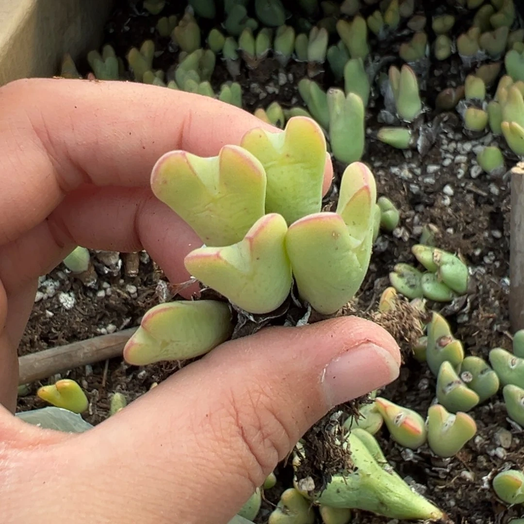 【闪购商品】185……