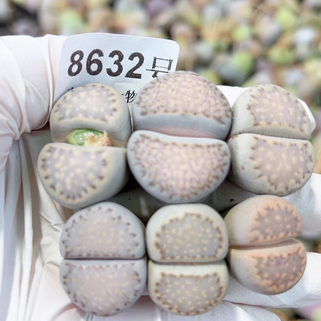 8632五年超大饼干6个2-3cm特价出