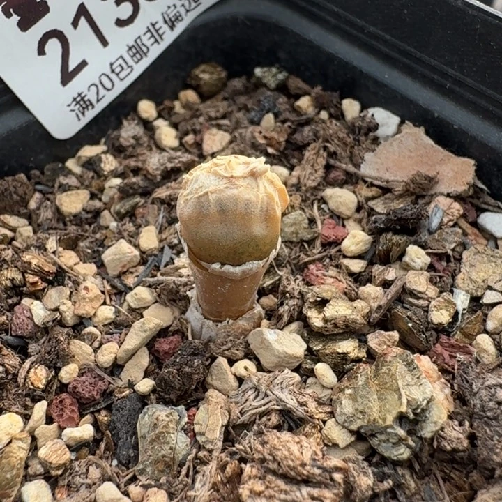 2138碧光环小兔子带盆