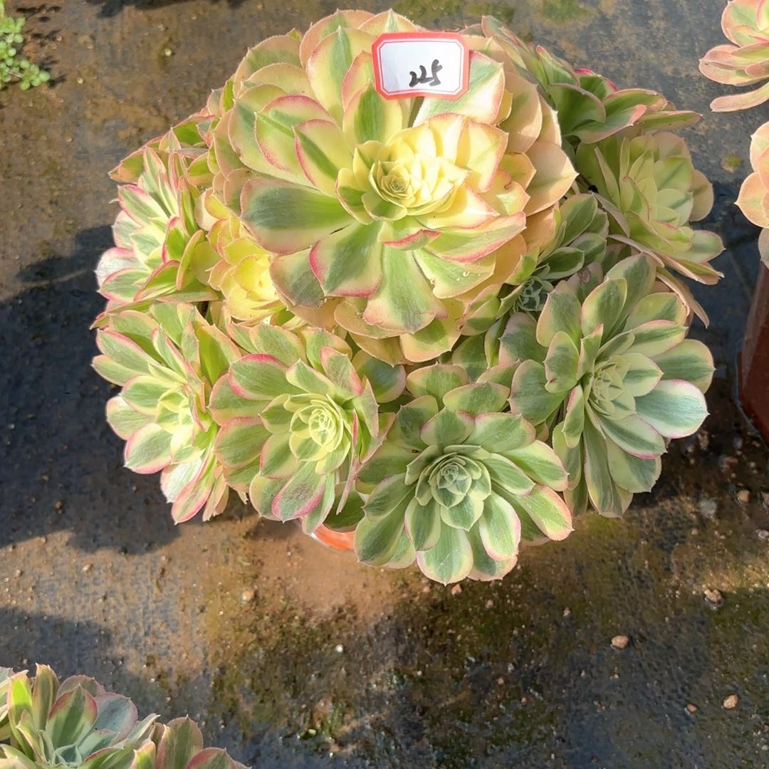 全部花朵225玉滋多肉植物