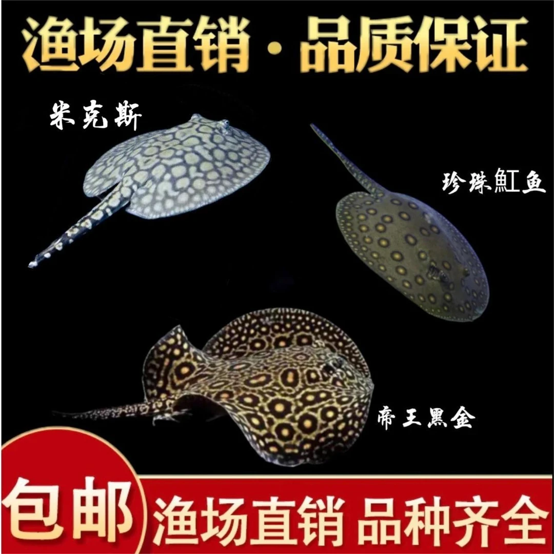 【渔场直销】纯血皇冠黑白魟鱼白子黑帝帝王黑金珍珠魟鱼米克斯魟鱼