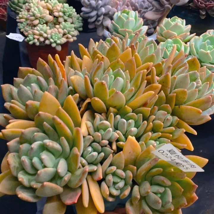 夏悦多肉0224-55海洋之歌