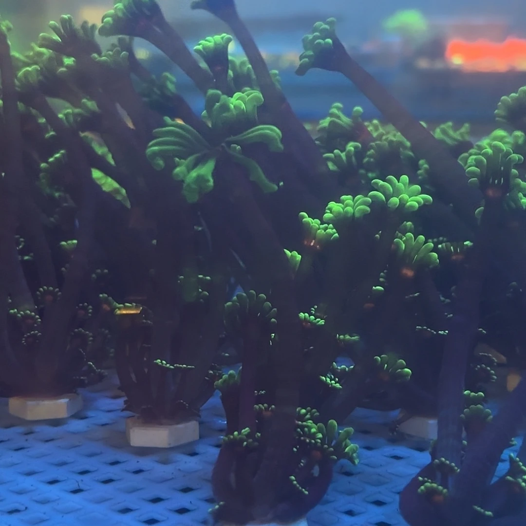 8***跑海缸造景海葵草皮海缸