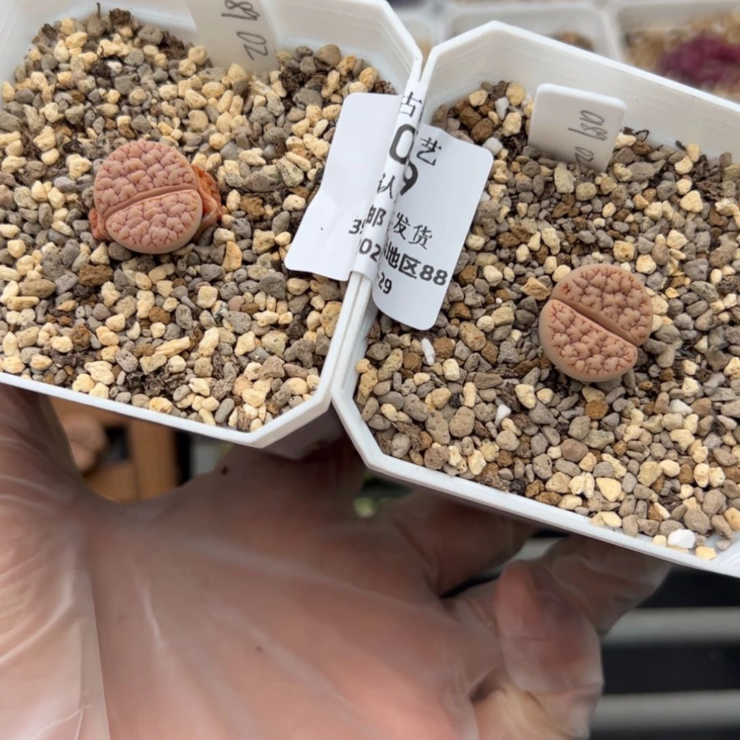 半**条059号 189 2个 Oz多肉植物