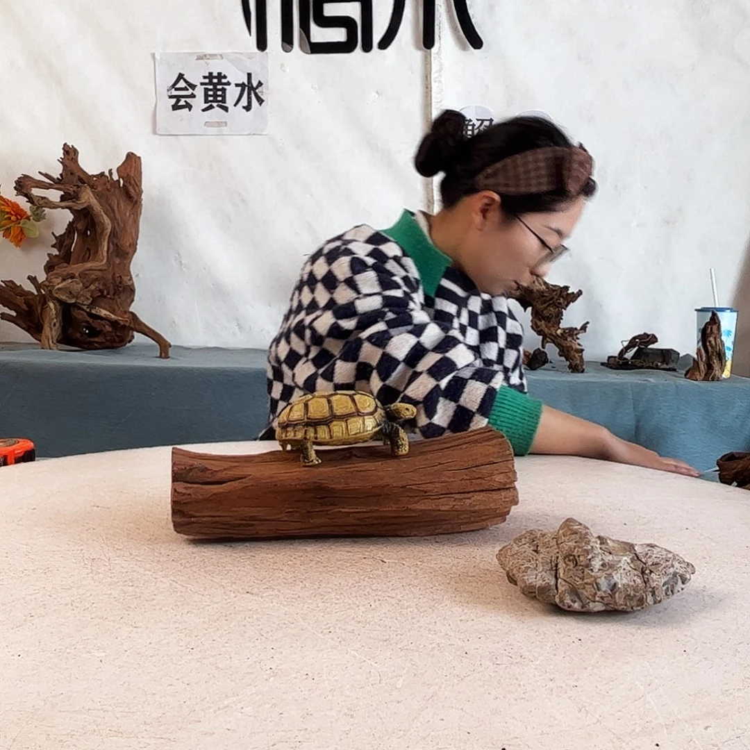 周末福利沉木造景寄居蟹造景