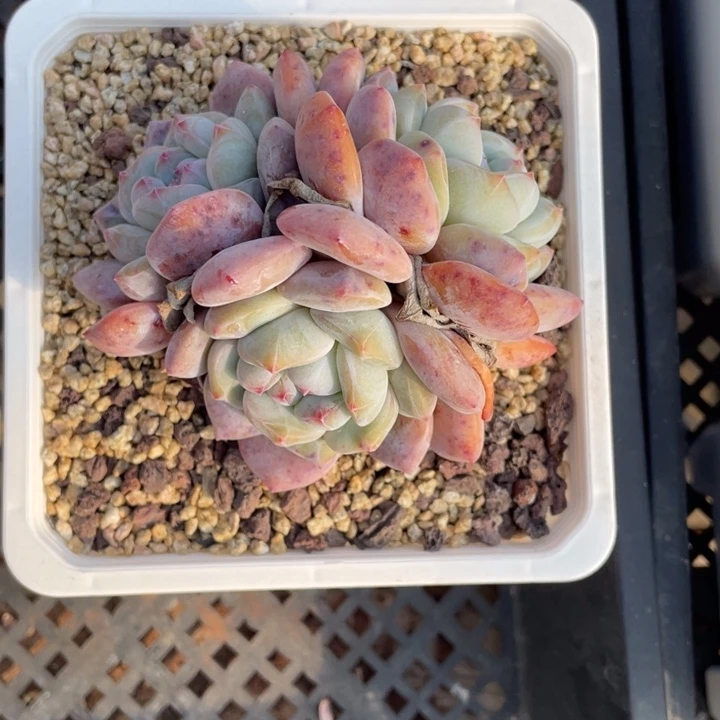 爱*爱橙专拍星影3头一颗20包邮