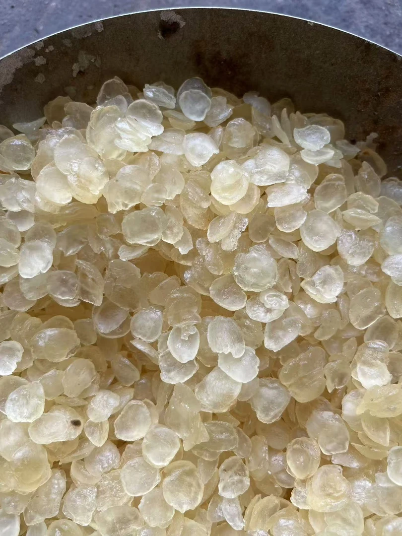 皂角米老 树 桃 胶无杂质