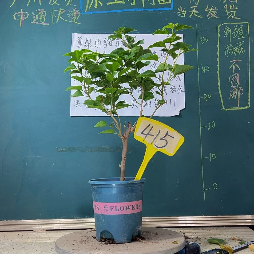 当前无花栽培后可以开花暗斑五宝415