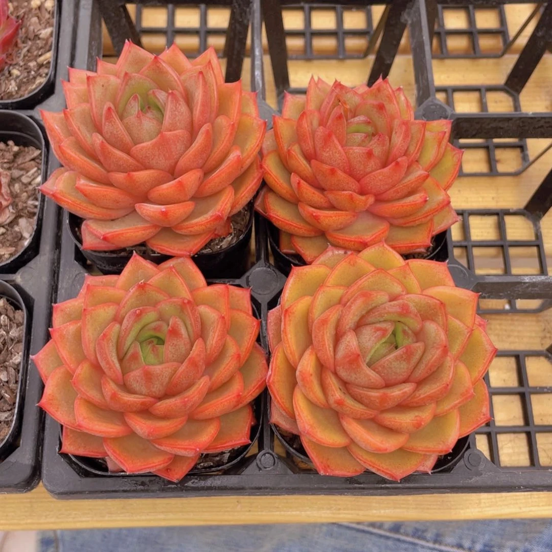 149号 新品摩羯座大单头一个