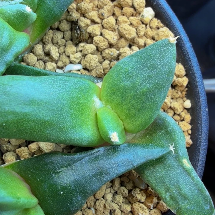 展会捡漏怒涛锦的后代实生