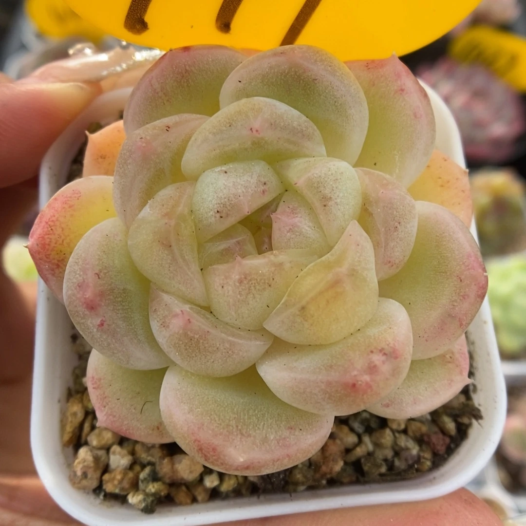 财富密码可拍941号