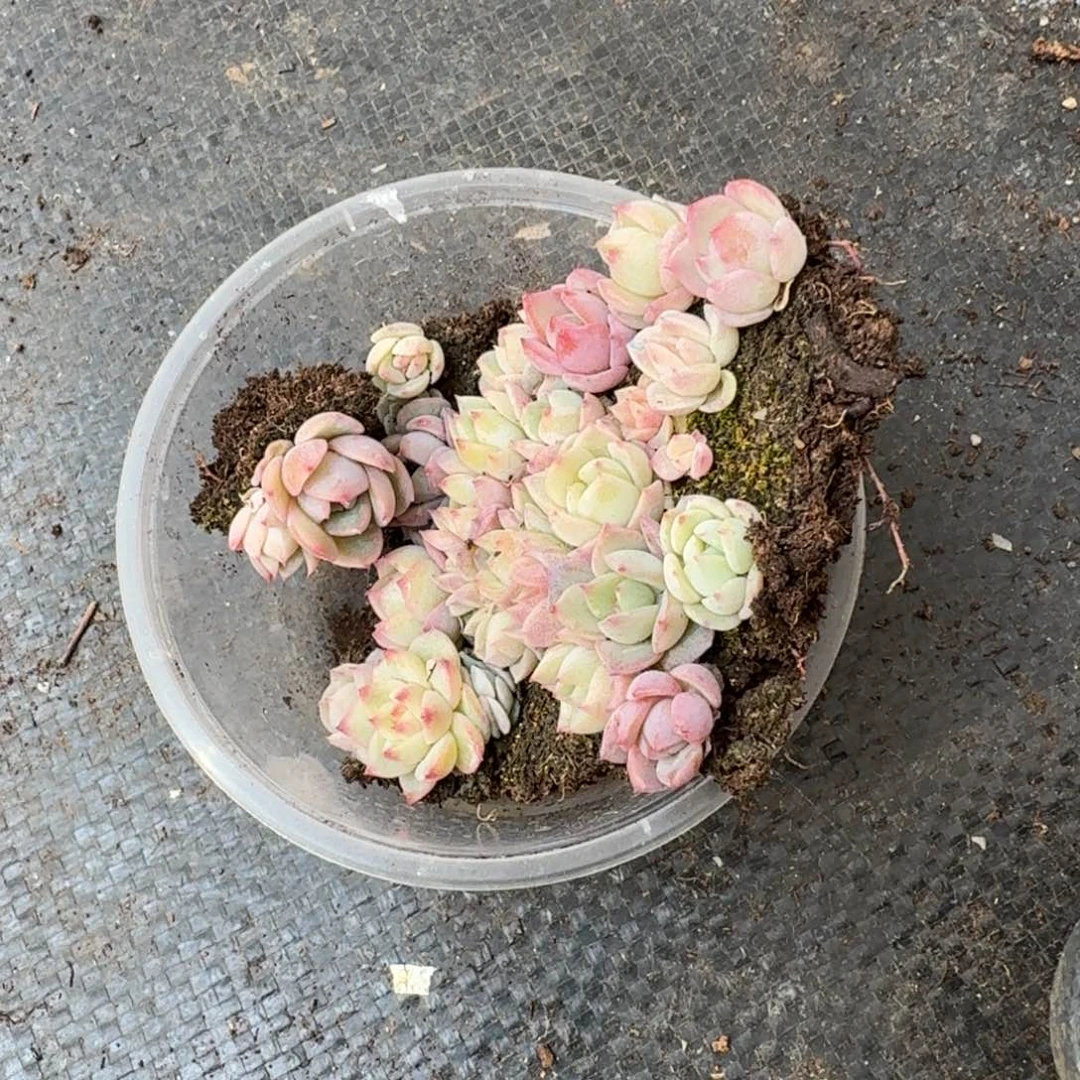 宽叶美尼珍妮切糕一盒量拍3-101