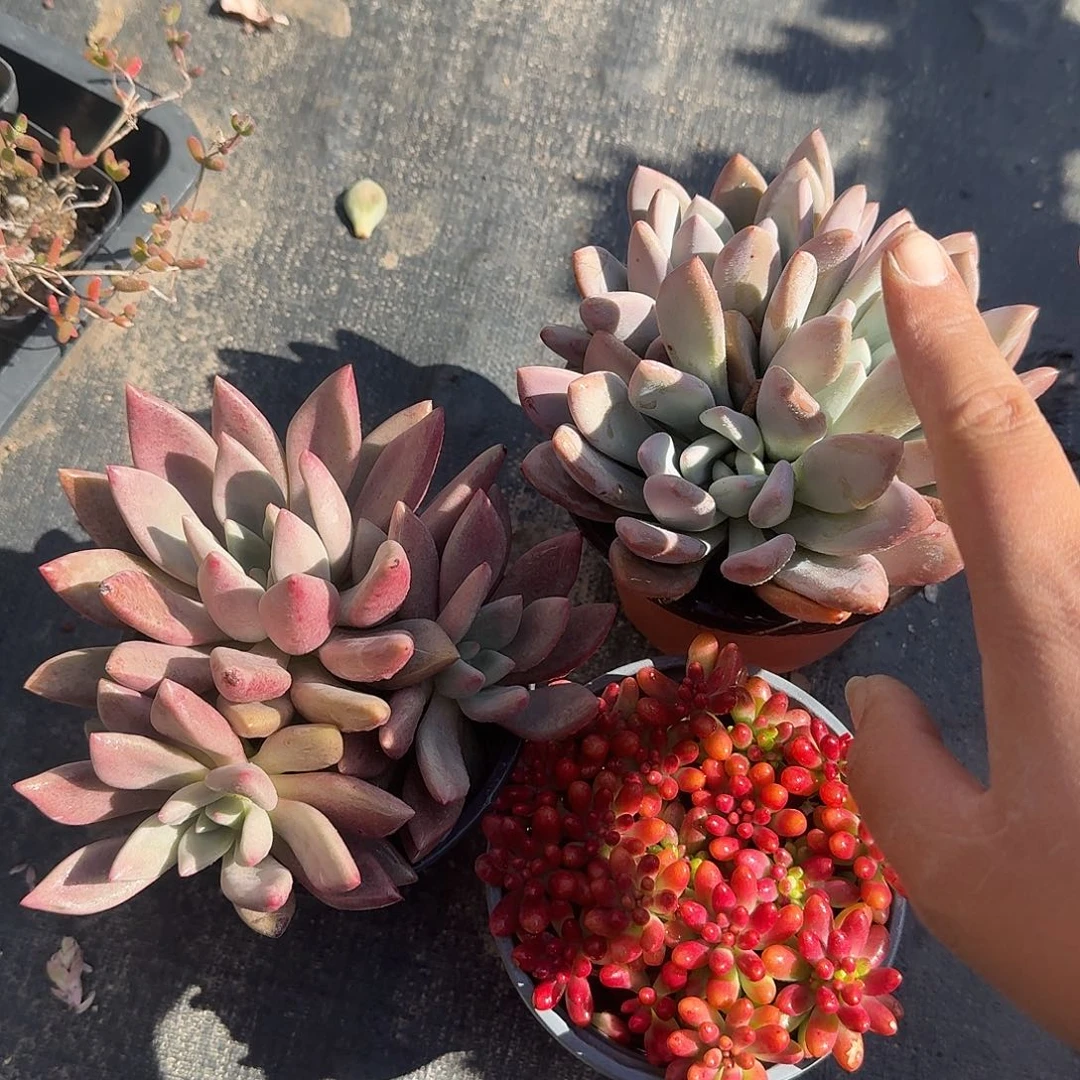 三颗福利多肉植物