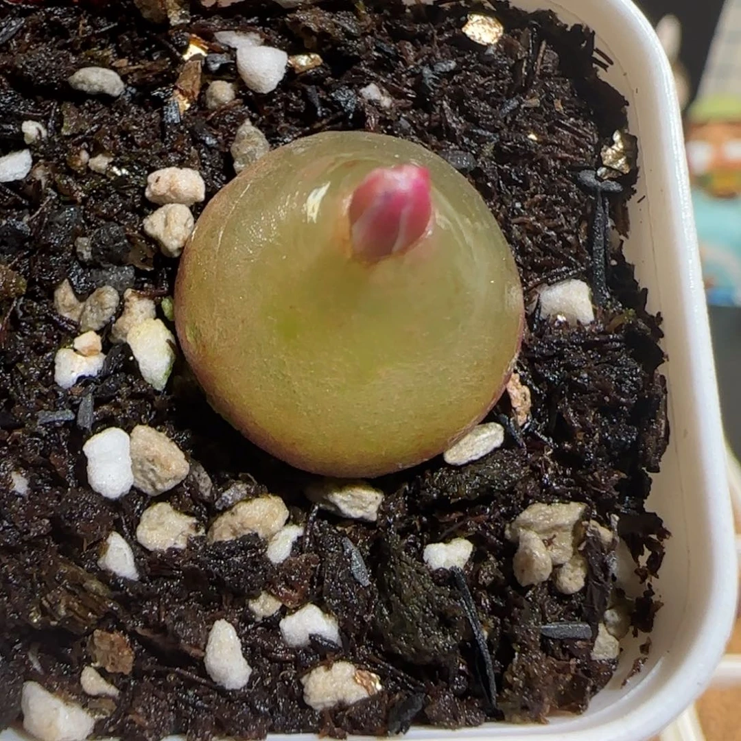 肉锥多肉植物组合-灯泡1349