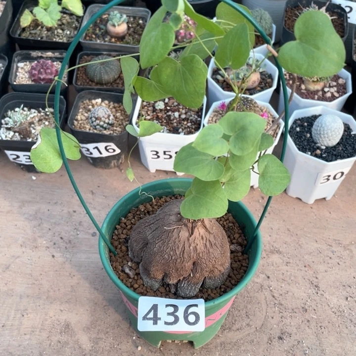 436象足龟甲龙块根