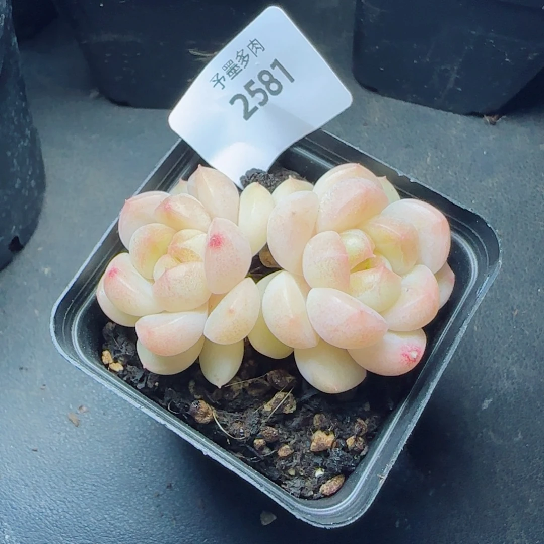 倾城珍妮，2581多肉植物