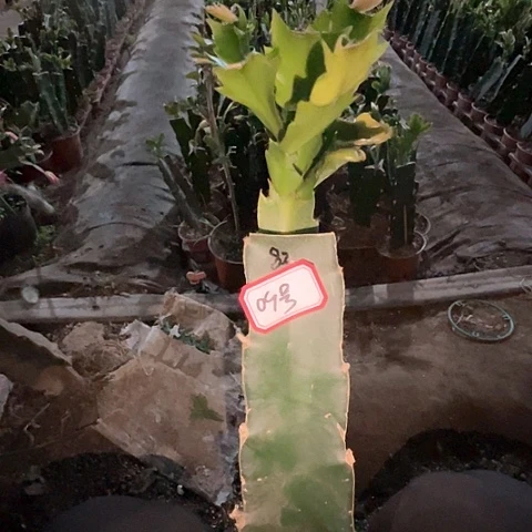 (****)09号带盆082花卉大王