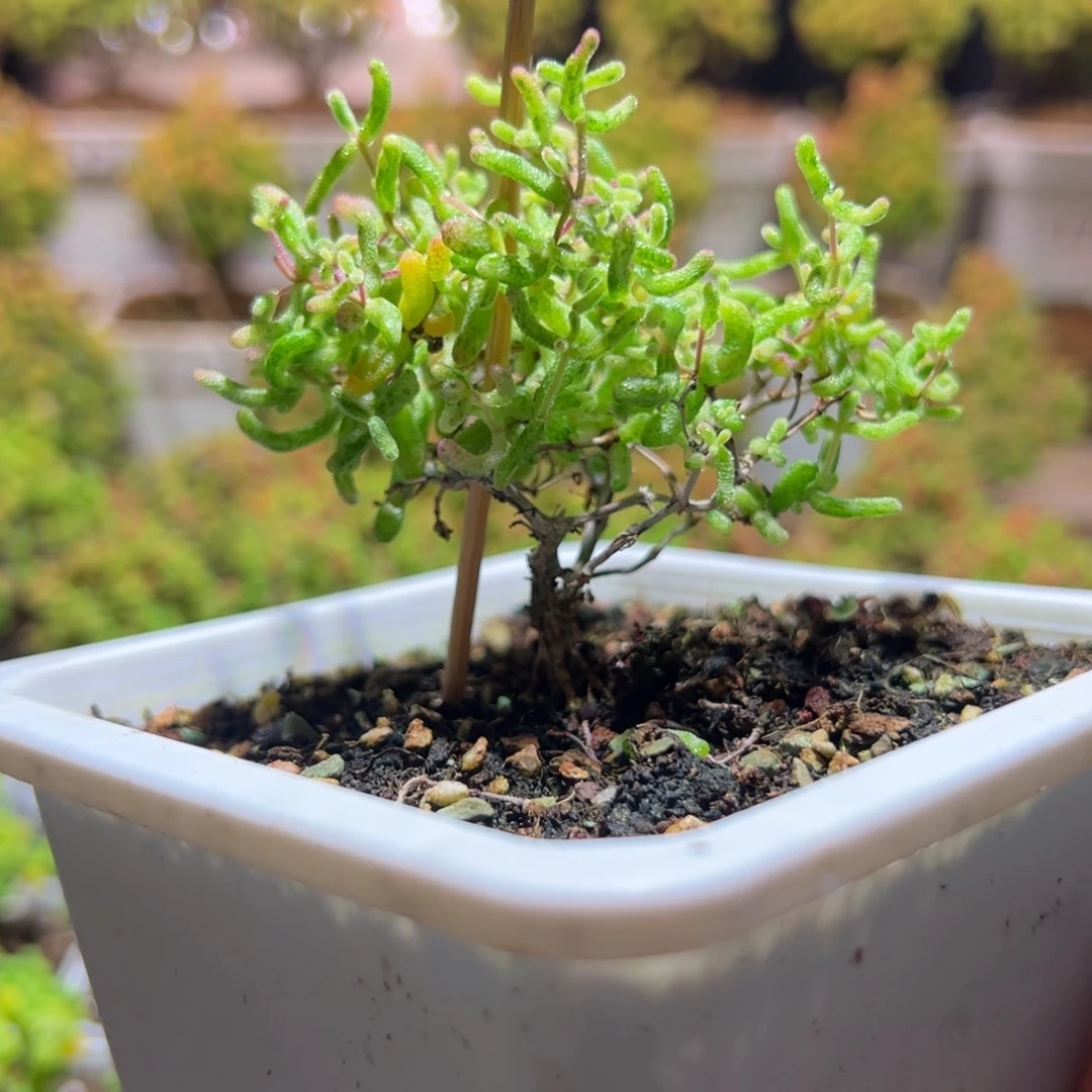 花斑露带盆土发货一物一拍