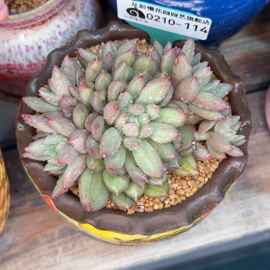 多肉一物一拍0210-114